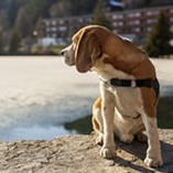 chien courant suisse